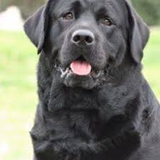 Check spelling or type a new query. Bear Paw Labrador Retrievers Dogs To Love