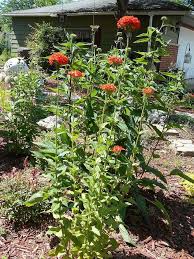 Flowers available for direct purchase at my home. Tall Perennials In My Garden Hometalk