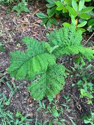 Image result for Lintonia nutans