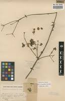 Image result for Combretum cinereopetalum