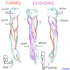 If you want bigger biceps, do barbell curls and hammer curls to help you get bulkier upper arm muscles. Facebook