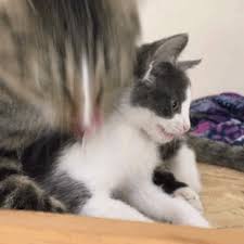 Check out our latest 50 animated cat gifs & kitten gifs • cat gif website • 100% original content • daily updates. The Shadowy Tiger Hold Still I Clean You