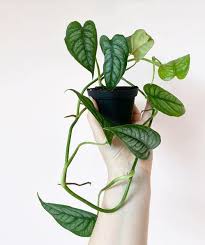Pin On House Plants