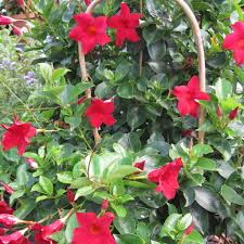 Rio dipladenia, red blooms with plectranthus and dracaena spike accents. Dipladenia Rio Series Norseco