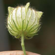 Image result for Hibiscus tridactylites