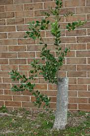 A native broad leafed evergreen tree that does not hold up to the tree requires routine pruning to keep it in shape. Burford Hollies Pruning Walter Reeves The Georgia Gardener