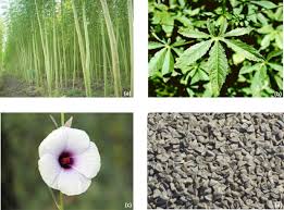 Image result for Hibiscus cannabinus