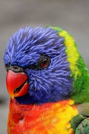 A Beautiful Parrot Rainbow Lorikeet Cute Parrot Lorikeet Cuteanimals Theworldisgreat Animals Beautiful Cute Animals Animals