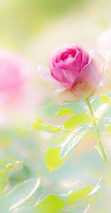 Pin By Swaggytatty On Tattes Flower Phone Wallpaper Beautiful Flowers Wallpapers Beautiful Rose Flowers