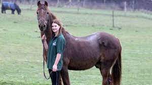 È stato il cavallo da dressage più costoso del mondo ed è considerato il miglior cavallo da dressage esistente. Shayne Lo Stallone Brizzolato Di 51 Anni Animali Net