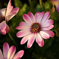 Reginas flowers (regina's flowers and bows) is on facebook. Angel Esteban Lozano Obituary 1998 2021 Laredo Texas