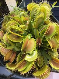 We did not find results for: Venus Flytrap Red Rosette Giant Carnivorous Plants Venus Fly Trap Plants