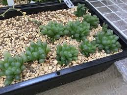 オブツーサの育て方 植え替えや株分けの方法や時期は Horti ホルティ By Greensnap
