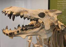 Dinosaurs Get All The Attention But These Mammals Were Even More Awesome Prehistoric Animals Ancient Animals Prehistoric Wildlife