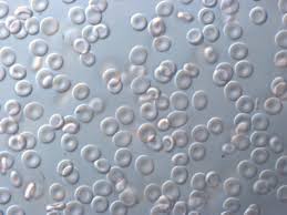 Image result for Red Blood Cell