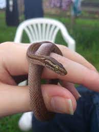 Titan Juvenile South African House Snake