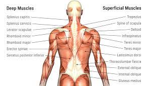 The muscles of the back that work together to support the spine, help keep the the back muscles can be three types. Back Muscle Anatomy There Are Three Main Groups Which The By Giorgio Angioni Medium