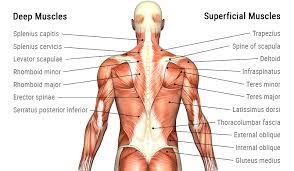 The back's muscles start at the top of the back (named the cervical vertebrae) and go to the tailbone (also named the coccyx). Lower Back Pain Jacaranda Bowen