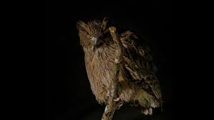Translations of the phrase burung hantu from indonesian to english and examples of the use of burung hantu in a sentence with their translations: Burung Hantu Ikan Blakiston Burung Hantu Terbesar Di Dunia Langka Dan Terancam Punah Russia Beyond