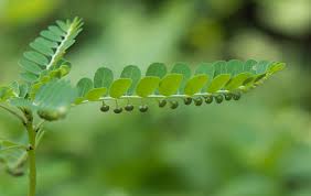 Image result for Phyllanthus gagnioevae