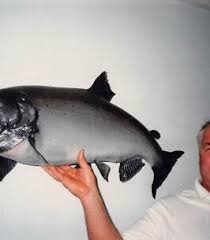 Lawrence Towle Obituary