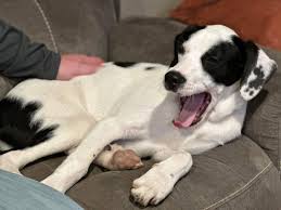 Blessed be the Bullies Rescue