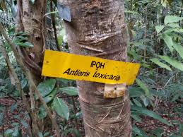 Image result for Antiaris