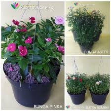 Dibanding tanaman hias gantung lainnya, fuchsia memang lebih rumit perawatanya. Paket Irit Tanaman Bunga Tanaman Hias Berbunga Tanaman Gantung Lazada Indonesia