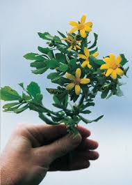 Image result for Chrysanthemoides monilifera