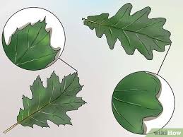 Oak belongs to the genus quercus which comprises over 600 different species of trees. 3 Ways To Identify Oak Leaves Wikihow