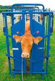 Head Gate Cow Animals Beef