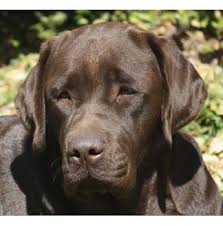 Beautiful lab puppies in baton rouge, labrador retriever puppy for sale in marietta, reduced price white. Labrador Retriever Breeders Australia Labrador Retriever Info Puppies