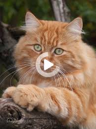 German Long Hair From Sinthari In 2020 Long Haired Cats Cats Most Beautiful Cat Breeds