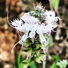 Image result for Berkheya zeyheri