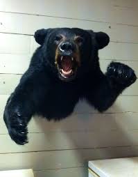 Black Bear Half Mounts Prices Black Bear Half Body Mount Done By Allen S Taxidermy In Morganton Ga Allentaxidermy Gmail Com Bear Mounts Black Bear Bear Hunting