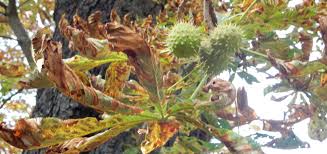 Marronnier D Inde Aesculus Hippocastanum