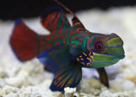 In today's video, we are going to be taking a look at top 10 goby fish for your reef tank. Mandarin Goby Care Sheet Petco