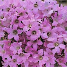 Campanula Dwarf Pink Bellflower Hope Mountain Nurseries Pink Perennials Biennial Plants Pink Plant