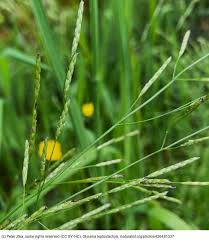 Image result for Glyceria