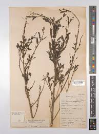 Image result for Sesbania goetzei