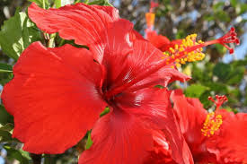 In addition to brightening a garden landscape, certain species are used for making food, tea, and folk medicine. Hibiscus Rosa Sinensis Brilliant Tropical Hibiscus