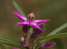 Image result for Apocynaceae subfamily Periplocoideae