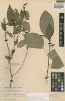 Image result for Hilleria latifolia
