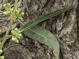 Image result for Eucalyptus botryoides
