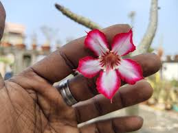 Image result for Adenium multiflorum