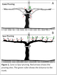 Image result for grape pruning