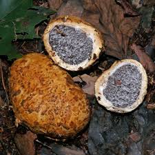 Image result for Scleroderma polyrhizon