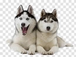 450 x 600 jpeg 28 кб. Siberian Husky Puppy Pet Clip Art Dog Type Clipart Transparent Png