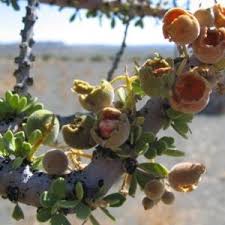 Image result for Boscia foetida