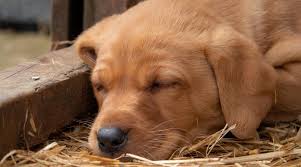 All the best names for male and female chocolate labradors. Labrador Dog Names 250 Names For Yellow Black Chocolate Labs